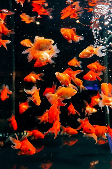 a group of goldfish swimming in an aquarium