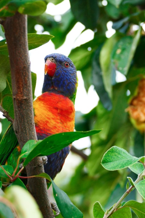 a colorful bird perched on a tree branch