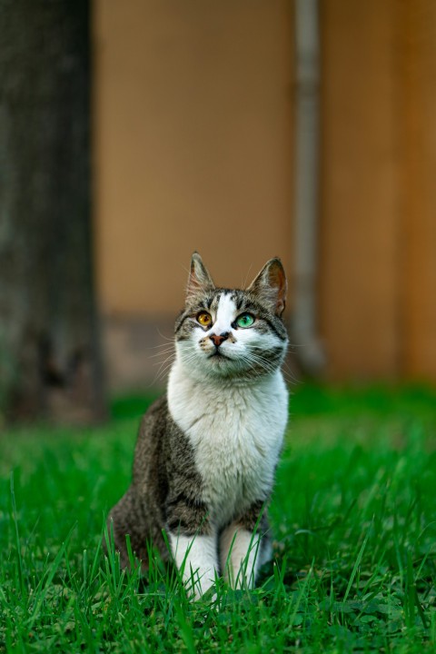 a cat sitting in the grass near a tree 0E8QI