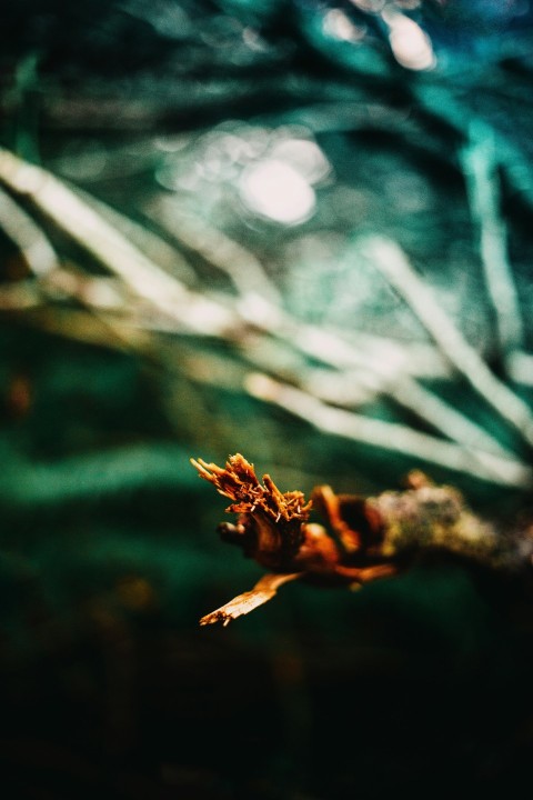 a close up of a branch with a blurry background