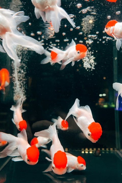 a group of goldfish swimming in an aquarium