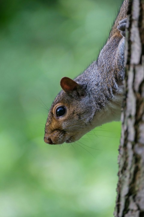 a close up of a squirrel on a tree