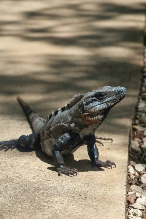 an iguana sitting on the ground in the shade