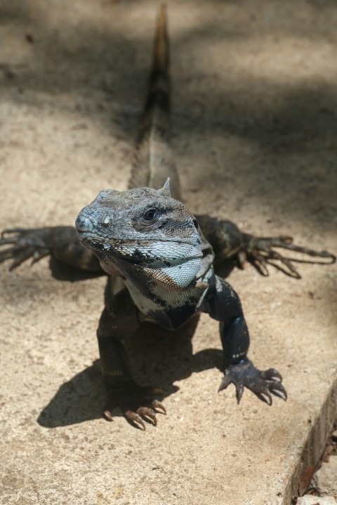 an iguana on the ground in the shade