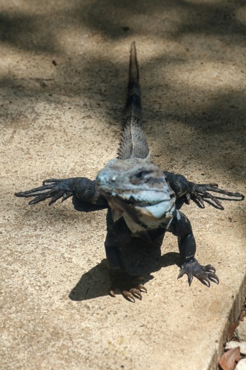 a large lizard is standing on a sidewalk X