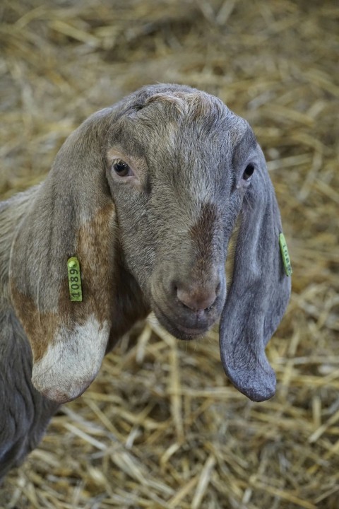 a close up of a goat on a pile of hay