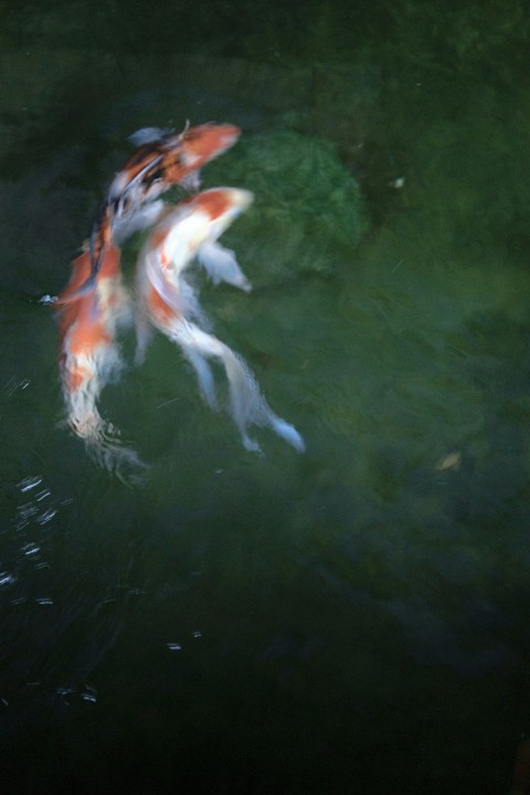 a group of fish swimming in a pond