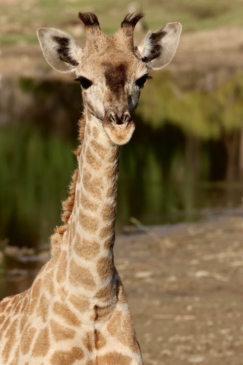 a close up of a giraffe near a body of water