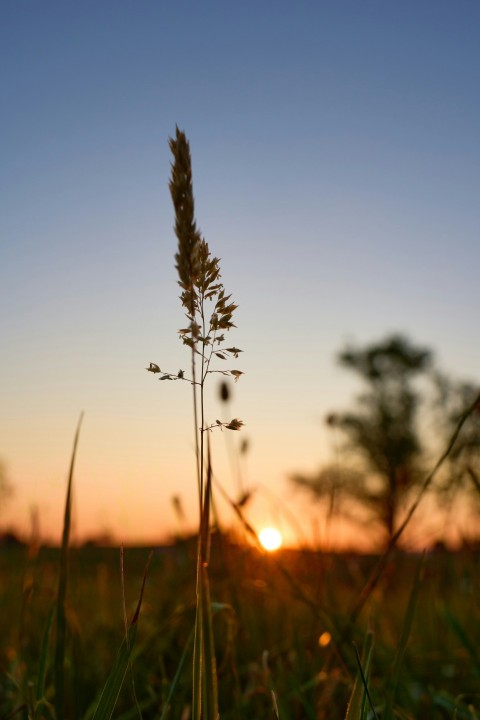 the sun is setting over a field of grass