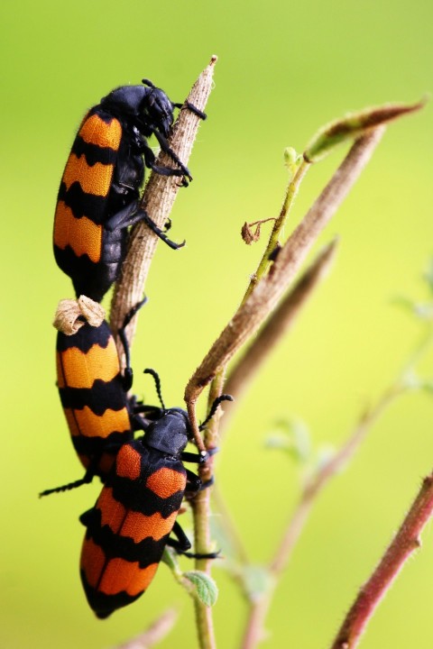 a couple of black and orange bugs sitting on top of a tree branch