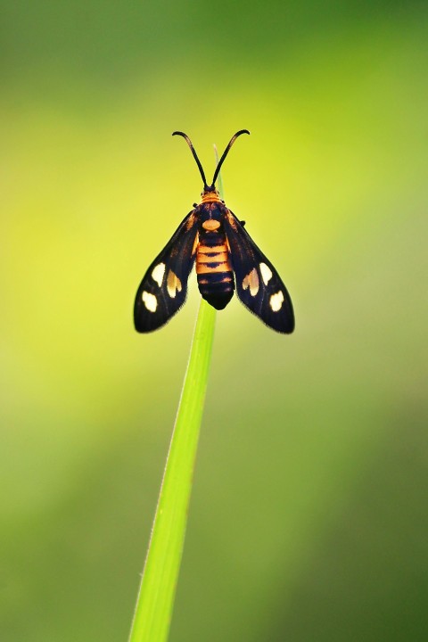 a close up of a bug on a plant