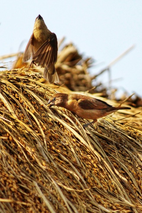 two birds sitting on top of a straw roof