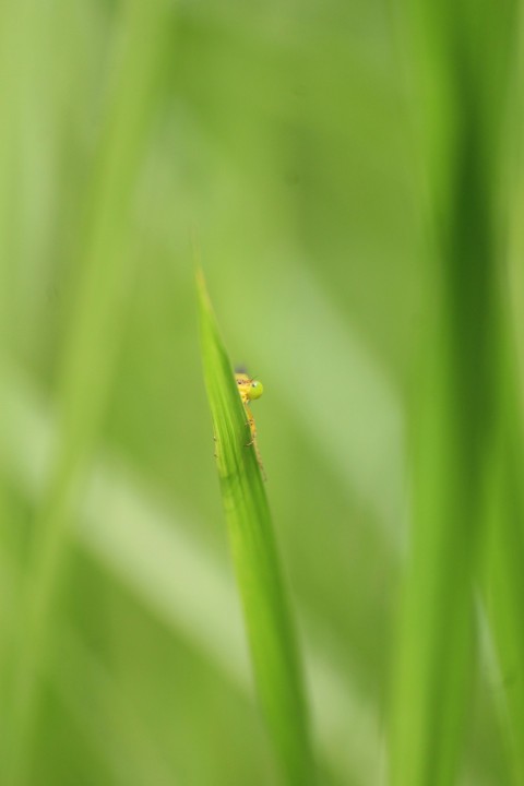 a blurry photo of a green plant with a bug on it