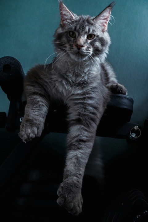 a cat sitting on top of a black suitcase