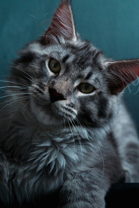 a gray cat sitting on top of a table