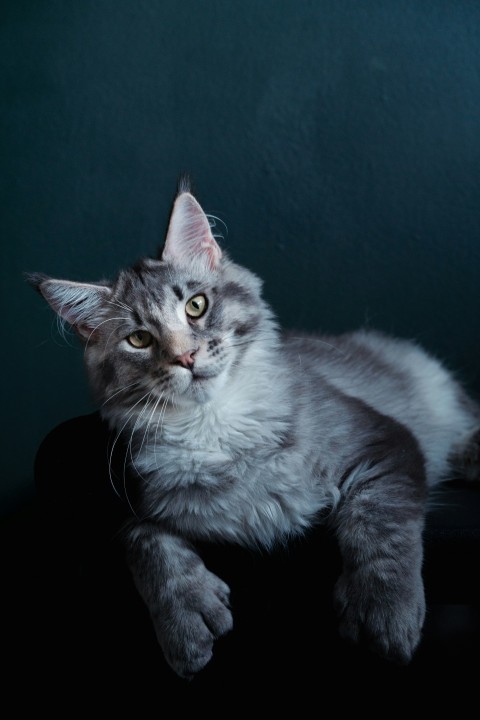 a gray cat laying on top of a black chair