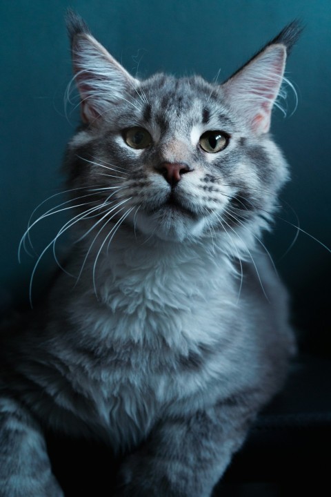 a gray cat sitting on top of a black chair