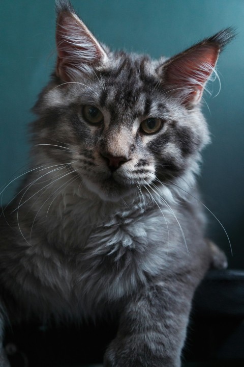 a gray cat sitting on top of a chair