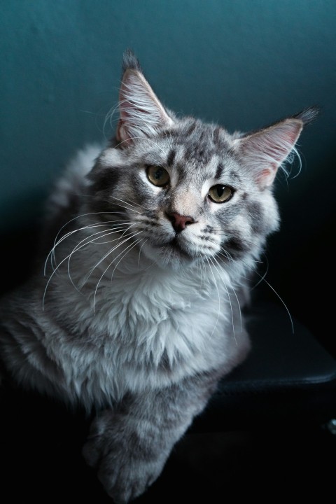 a grey cat sitting on top of a black chair