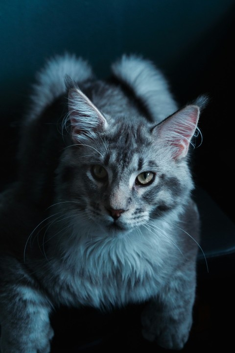 a gray cat sitting on top of a table