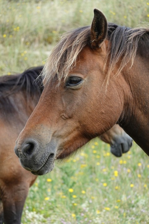 a couple of brown horses standing on top of a grass covered field