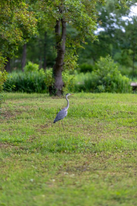 a bird standing in the middle of a field