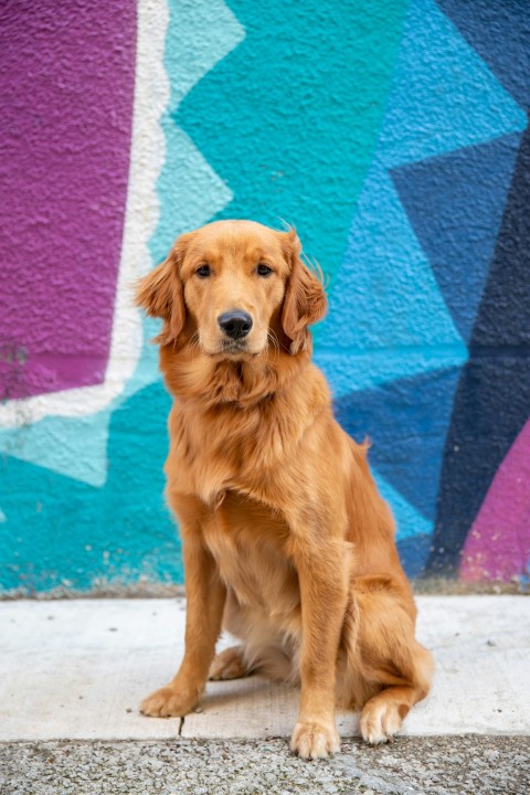 a brown dog sitting in front of a colorful wall