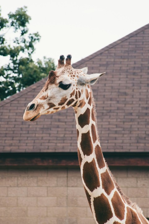 a giraffe standing in front of a building