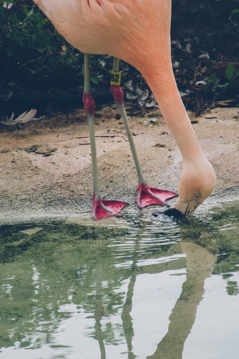 a pink flamingo standing in a body of water