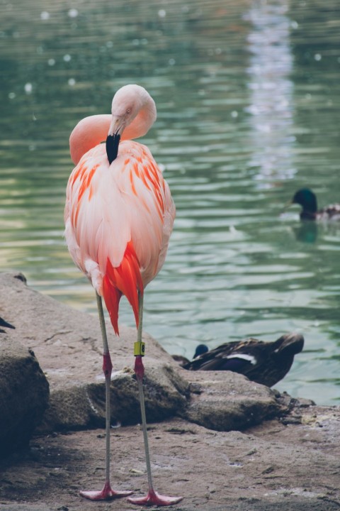 a flamingo standing in front of a body of water