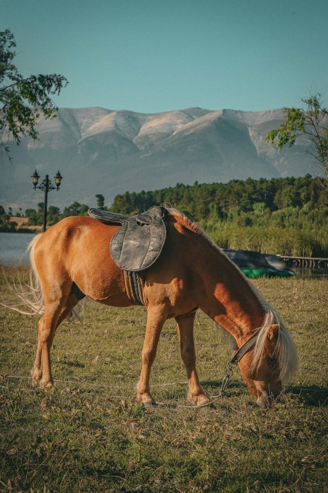 a horse with a hat on its head grazing in a field