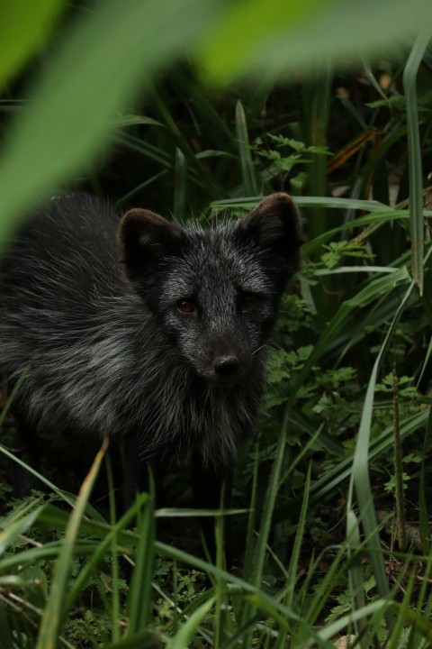 a small black animal standing in the grass