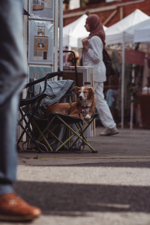 a dog sitting in a chair on a sidewalk