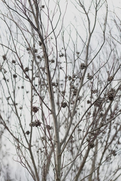 a bird perched on top of a tree branch BGKIdgGB