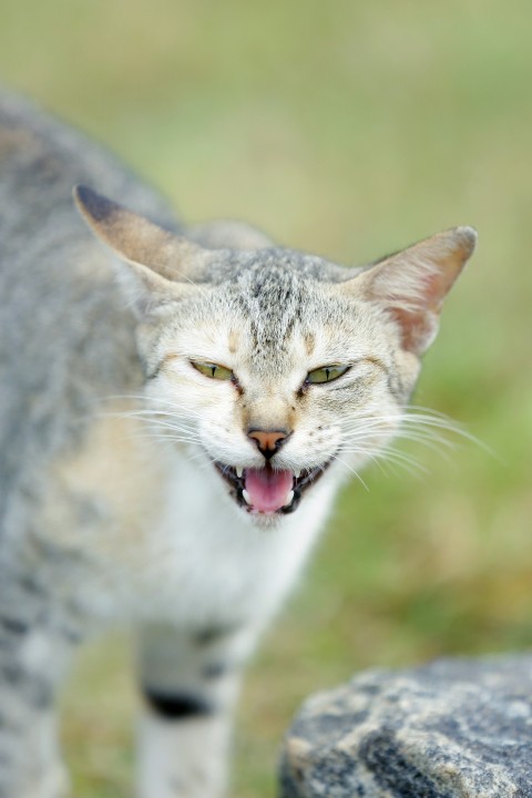 a cat with its mouth open standing next to a rock