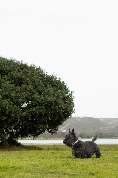 a black dog standing in a field next to a tree