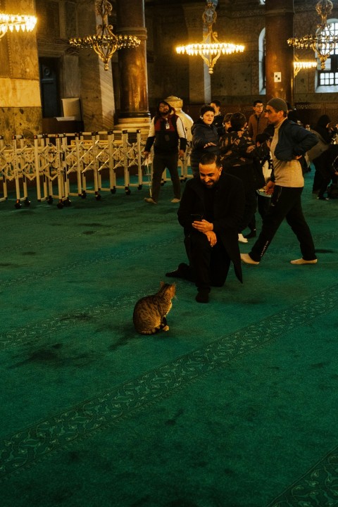 a man kneeling down next to a cat on a green carpet