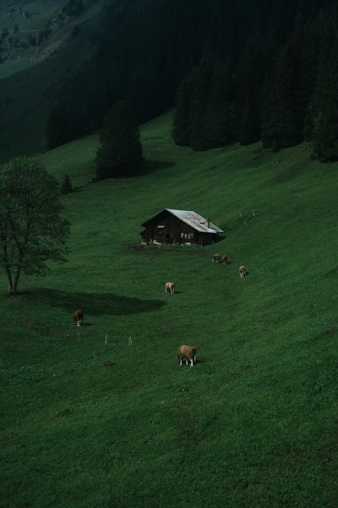 a herd of cattle grazing on a lush green hillside