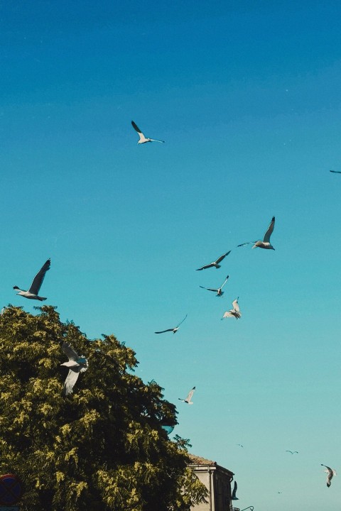 a flock of seagulls flying over a tree