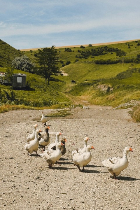 a group of ducks walking across a gravel road