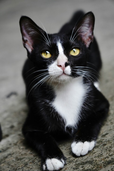 a black and white cat sitting on the ground w