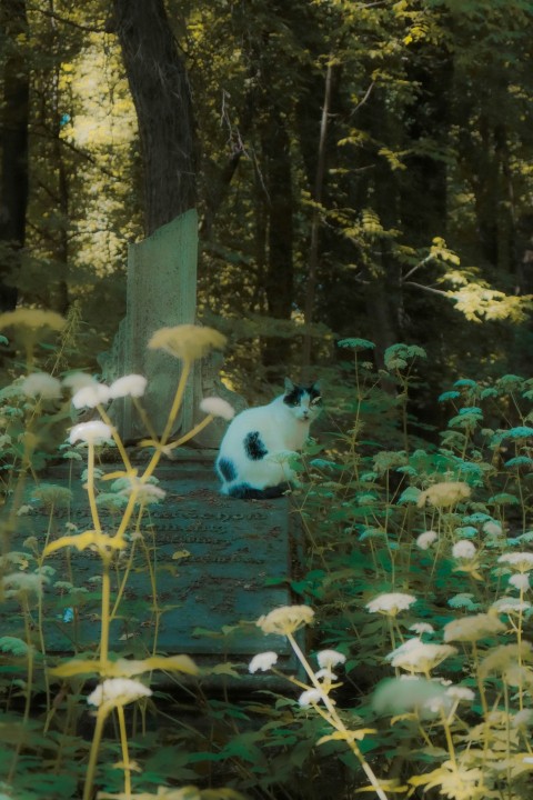 a black and white cat sitting on a grave in the woods