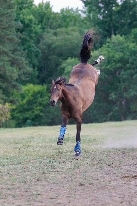 a horse is galloping in a field with trees in the background