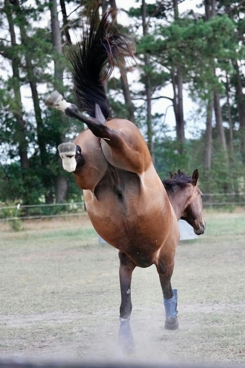 a brown horse standing on its hind legs in a field