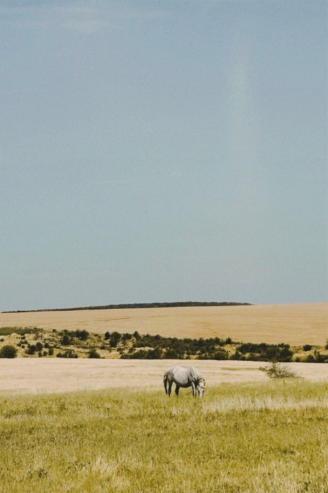 two horses grazing in a large open field