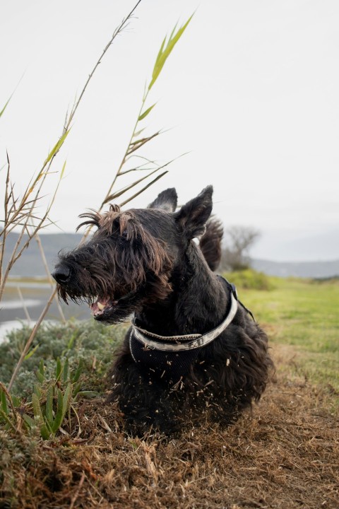 a black dog sitting on top of a grass covered field