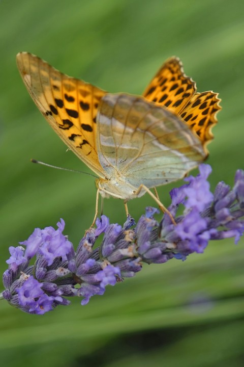 a close up of a butterfly on a flower