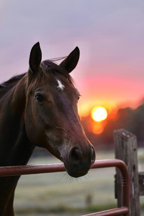 a brown horse standing next to a metal fence