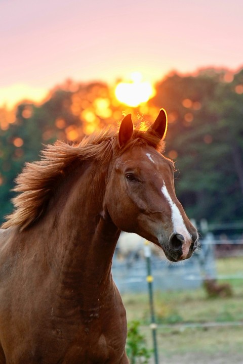 a brown horse standing on top of a lush green field