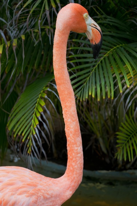 a pink flamingo standing in front of palm trees